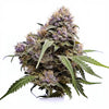 Seeds Genetics Cali Cannabis Samen 3 Stk. Watermelon Punch Feminized