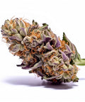 seeds-genetics-cali-cannabis-samen-3-stk.-granddaddy-purple-feminized