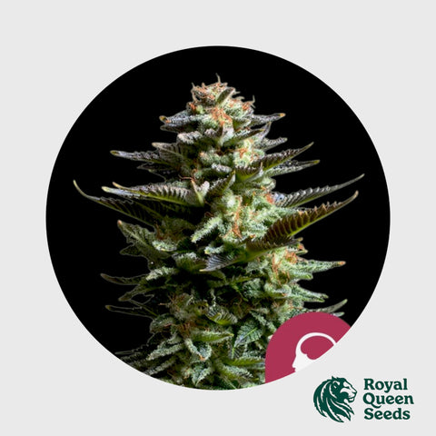 Royal Queen Seeds Amnesia Haze