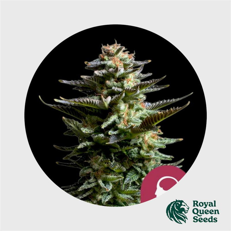 Royal Queen Seeds Amnesia Haze
