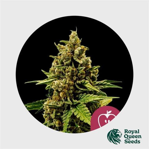 Royal Queen Seeds Apple Fritter