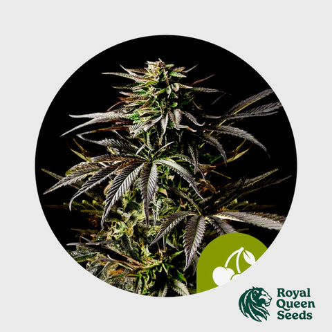 Royal Queen Seeds Cherry Pie Auto