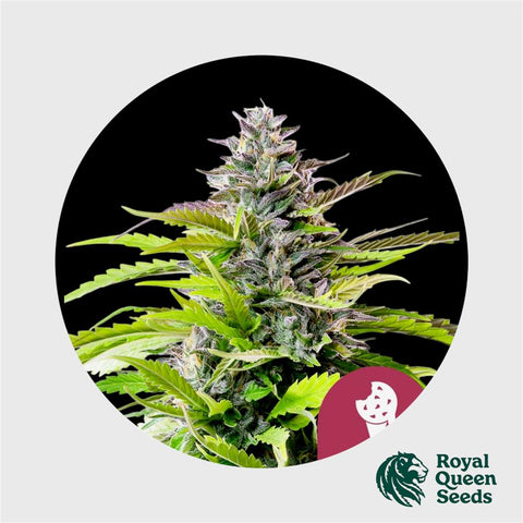 Royal Queen Seeds Cookies Gelato