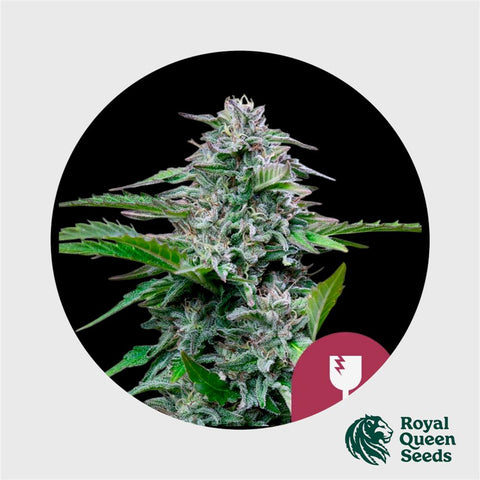Royal Queen Seeds Critical