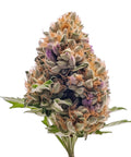 seeds-genetics-cali-cannabis-samen-3-stk.-gelato-41-autoflower