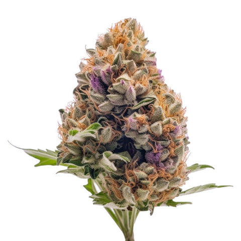 seeds-genetics-cali-cannabis-samen-3-stk.-gelato-41-autoflower