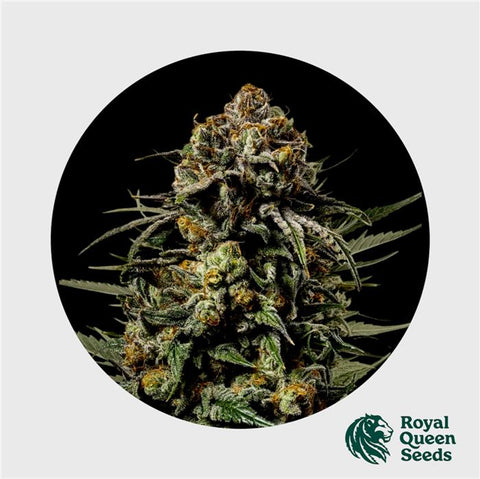 Royal Queen Seeds X Tyson Gelato 44