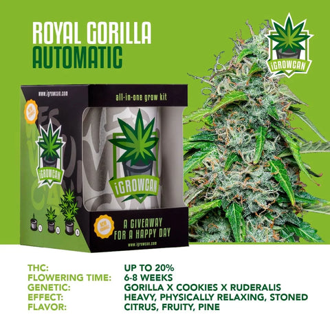 iGrowCan Cannabis Grow Kit Automatic