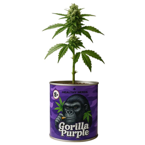 Healthy Herds Cannabis Growkit