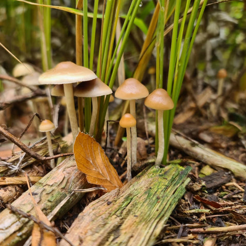 Mushroom Grow Kits