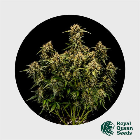 Royal Queen Seeds Medusa F1