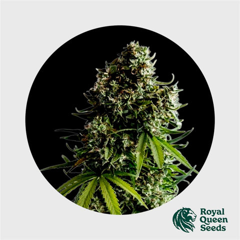 Royal Queen Seeds X Tyson Nyc Sour D