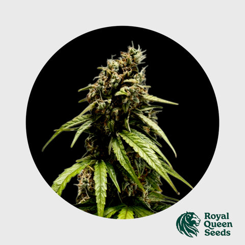 Royal Queen Seeds Orion F1