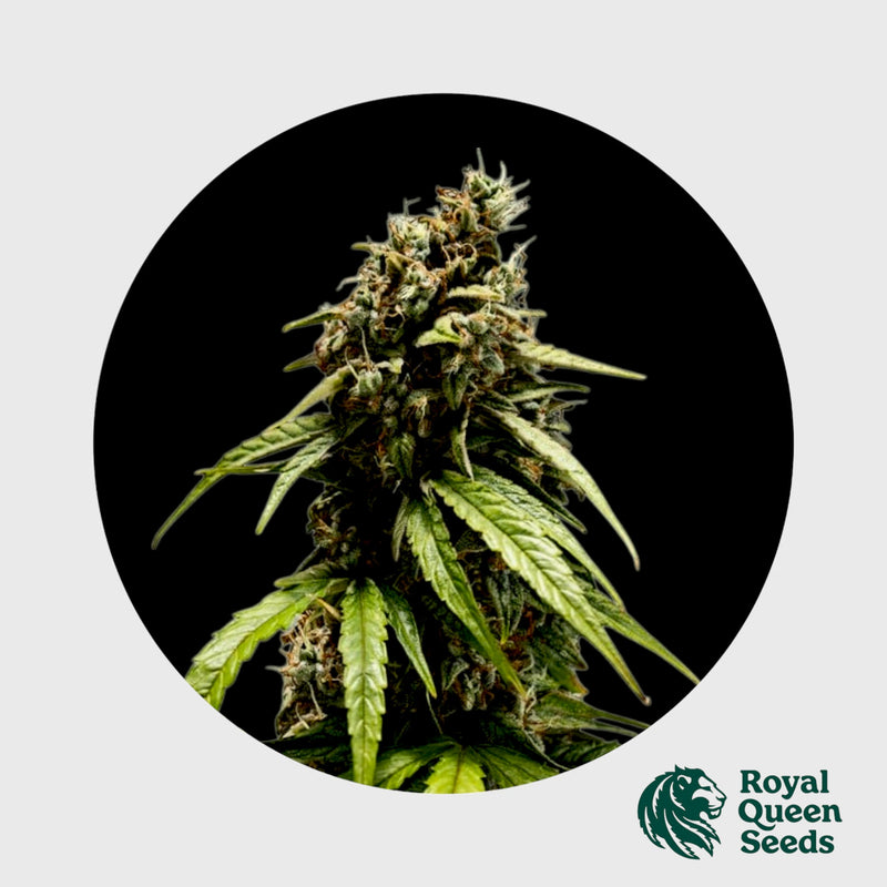 Royal Queen Seeds Orion F1
