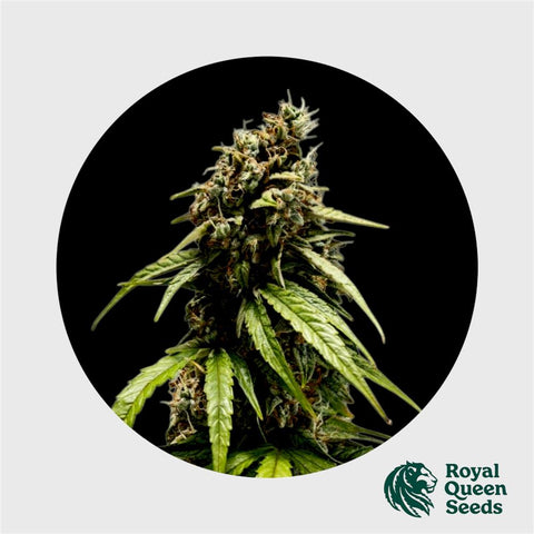 Royal Queen Seeds Orion F1