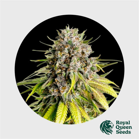 Royal Queen Seeds X Tyson Punch Pie