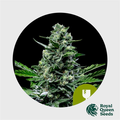 Royal Queen Seeds Royal Critical Automatic