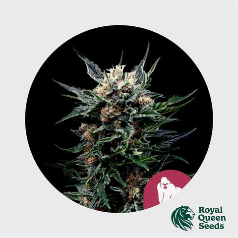 Royal Queen Seeds Royal Gorilla