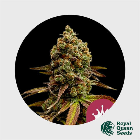 Royal Queen Seeds Special Queen 1