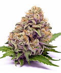 seeds-genetics-cali-cannabis-samen-3-stk.-wedding-cake-feminized