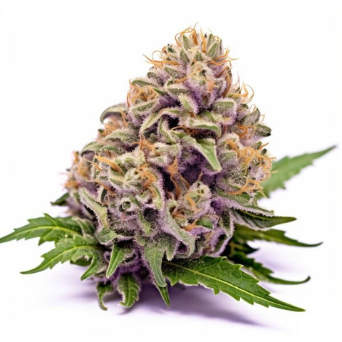 seeds-genetics-cali-cannabis-samen-3-stk.-wedding-cake-feminized