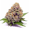 Seeds Genetics Cali Cannabis Samen 3 Stk. Wedding Cake Feminized