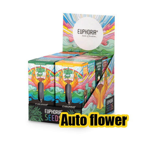 Euphoria Autoflower Hanfsamen 3 Stk.